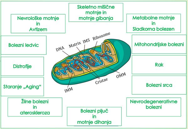 2593158532517744_disfunkcija-mitohobdrijev-in-posledice.jpg