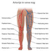 Ultrazvok žil na nogi 1, Ilustracija arterij in ven na nogi